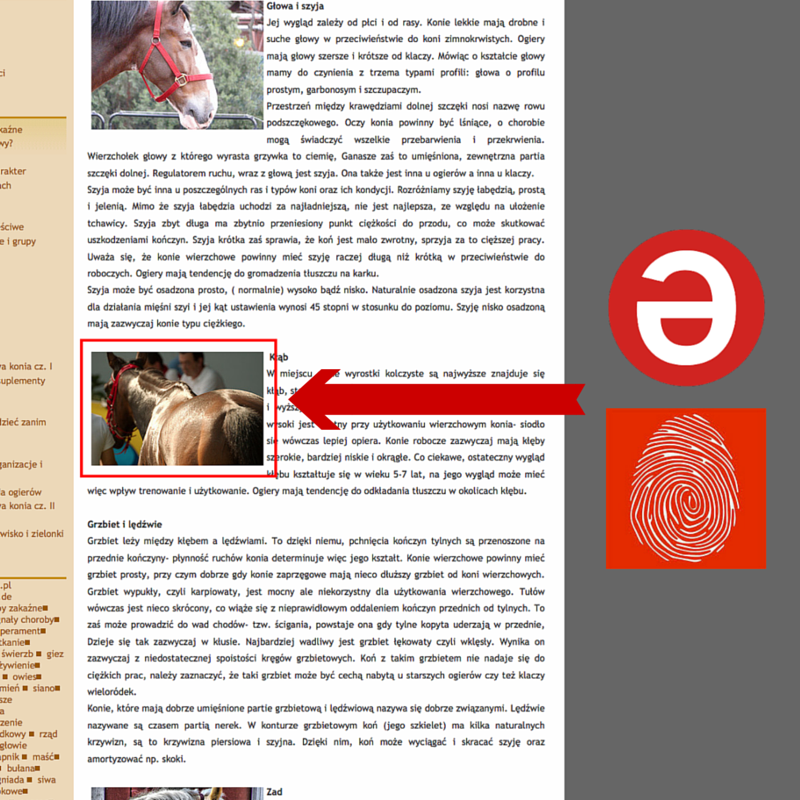 Rastreo y Reclamaciones | Derechos de autor Imágenes | SafeCreative e ImageProtect